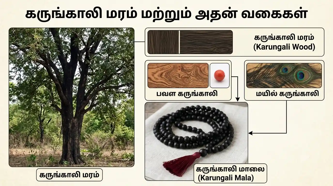கருங்காலி மரக்கட்டை மற்றும் கருங்காலி மாலையில் பயன்படுத்தப்படும் கருமை நிற மர மணிகள்